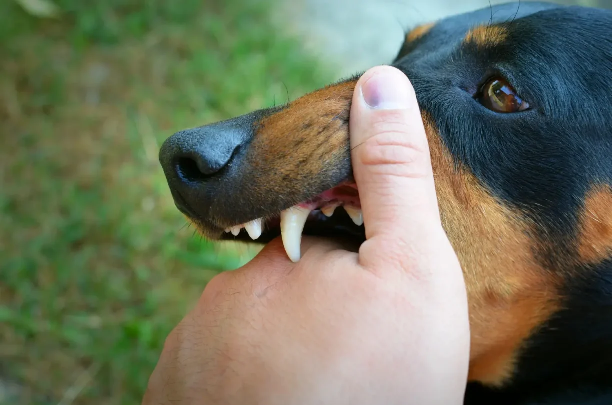 Close-up of dog’s sharp teeth near a person’s hand, highlighting potential dog bite danger and personal injury claims.
