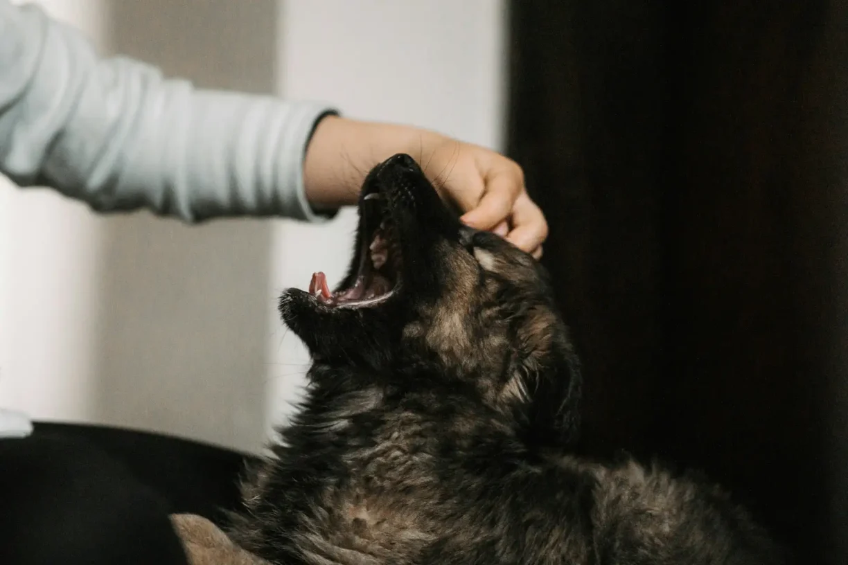 Dog showing its teeth while interacting with a person, representing the risk of dog bite injuries.