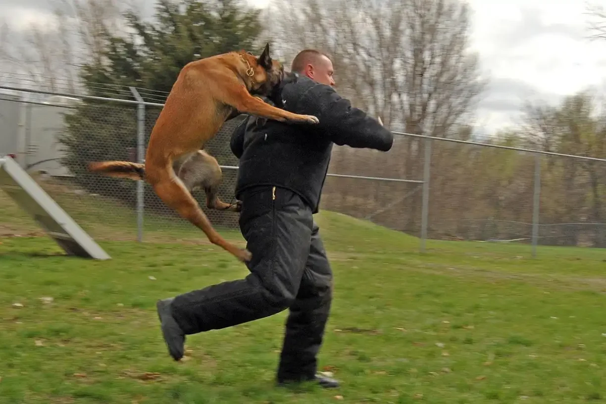 Police dog in training jumping on a protected handler, illustrating the force of a dog attack in injury cases.